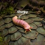 Slurpy - The Slug